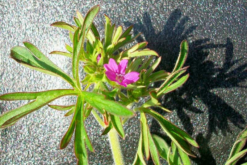Geranium dissectum / Geranio sbrandellato