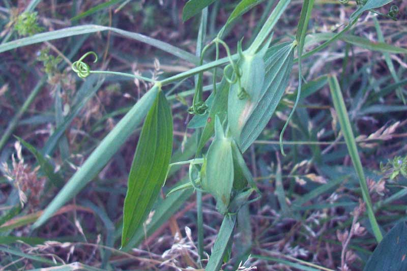 Lathyrus pratensis