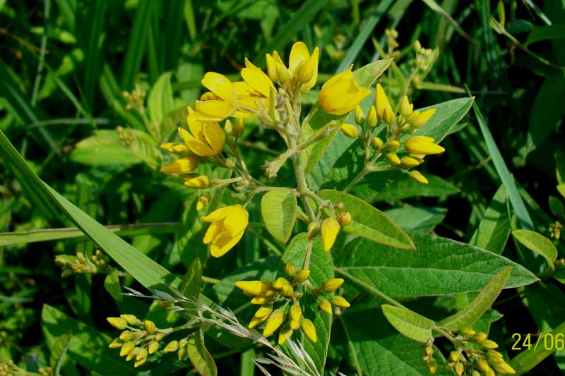 Lysimachia vulgaris