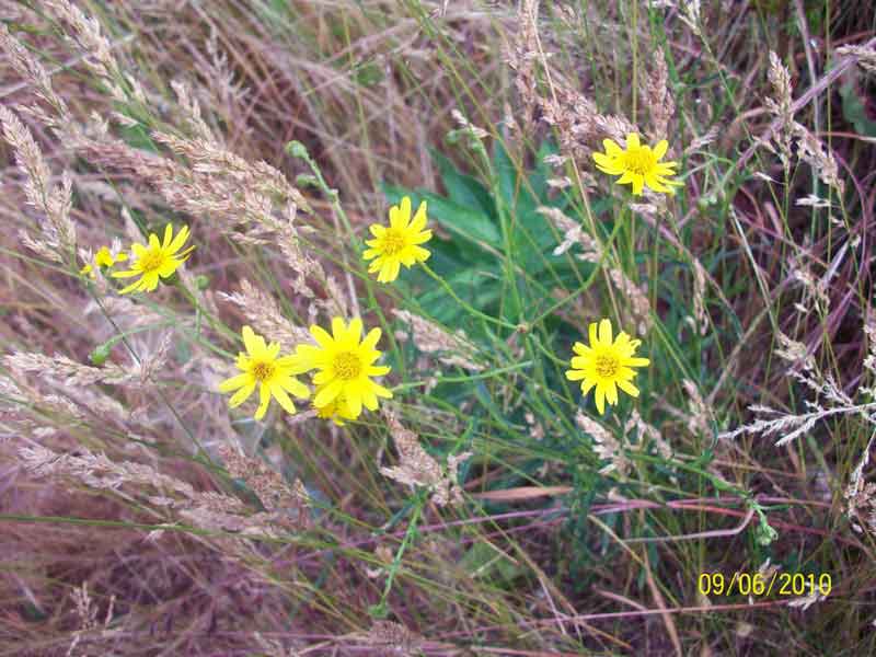 Senecio inaequidens