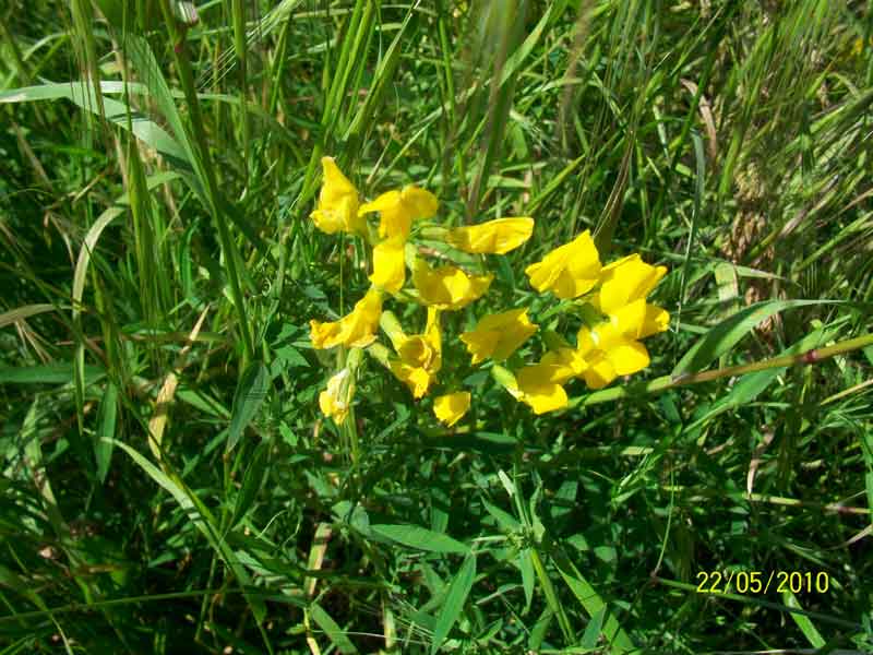 Lathyrus pratensis