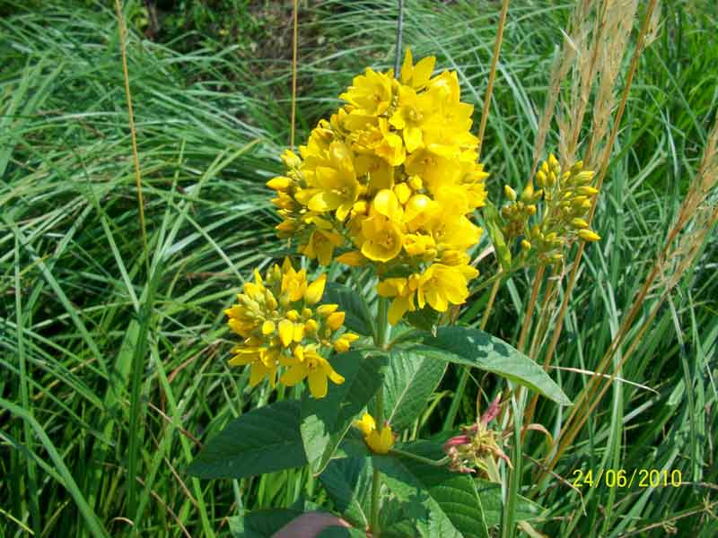 Lysimachia vulgaris