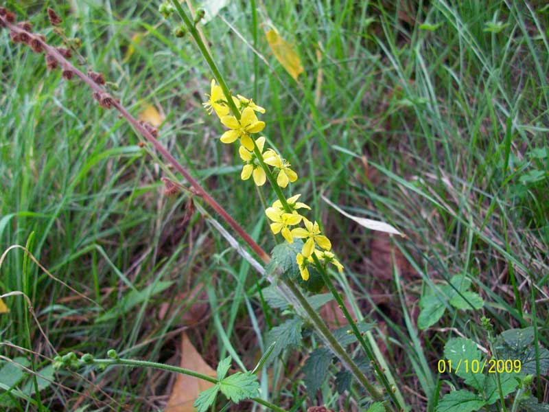 Agrimonia eupatoria