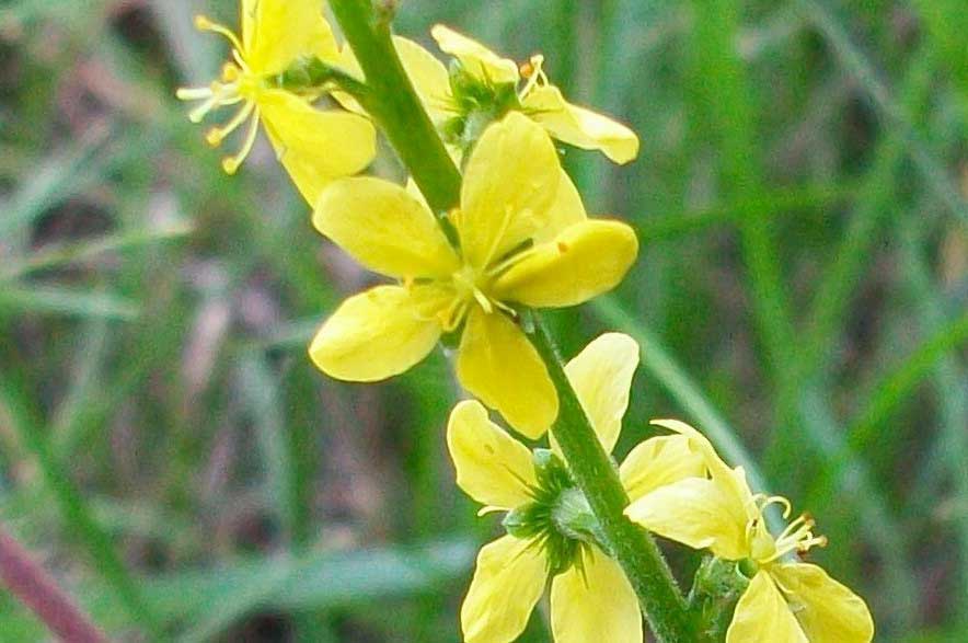 Agrimonia eupatoria