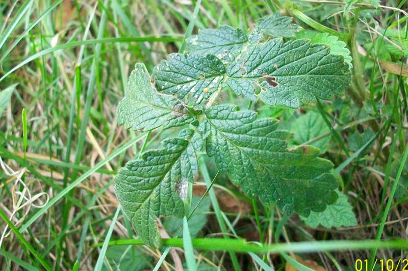 Agrimonia eupatoria