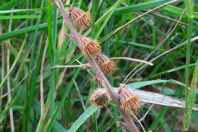 Agrimonia eupatoria