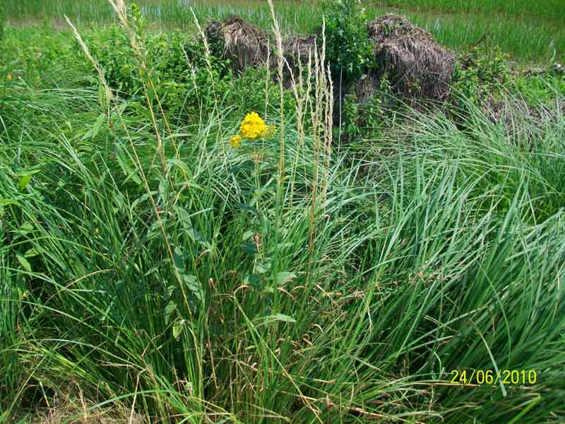 Lysimachia vulgaris