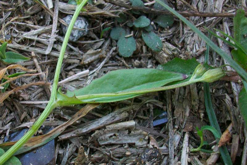 Asteracea da determinare