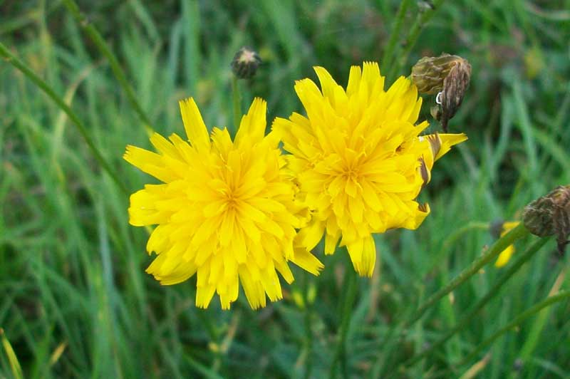 Asteracea da determinare