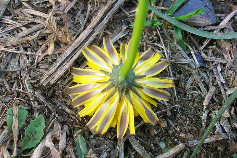 Asteracea da determinare