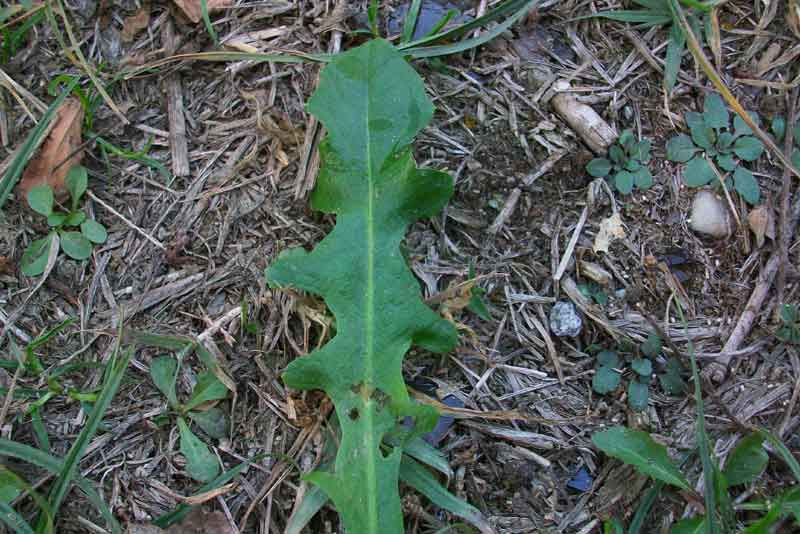 Asteracea da determinare
