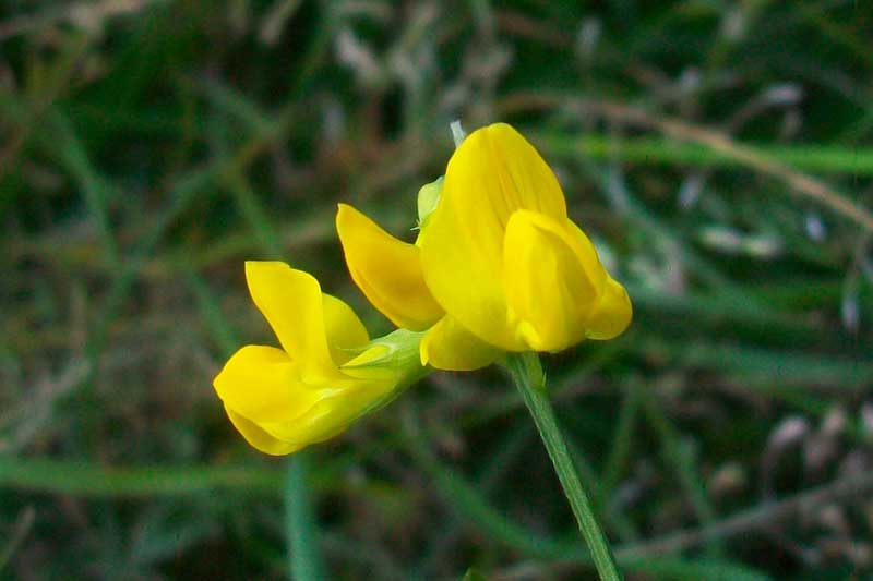 Lathyrus pratensis