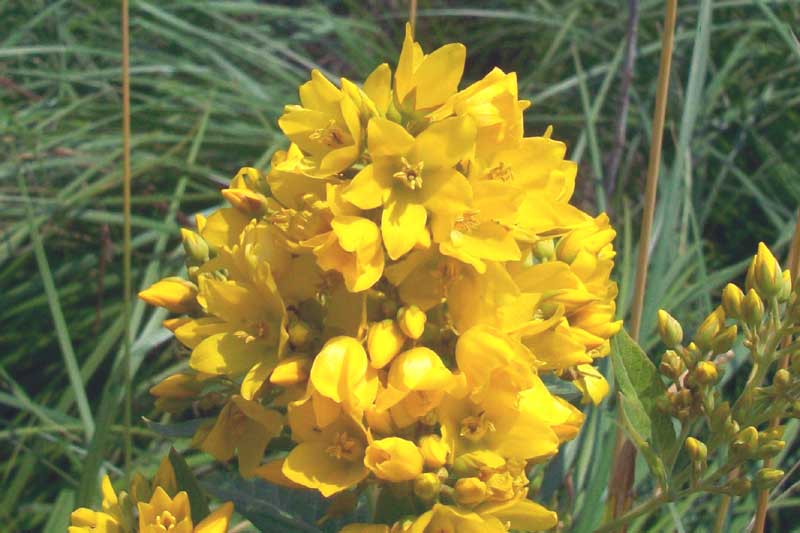 Lysimachia vulgaris