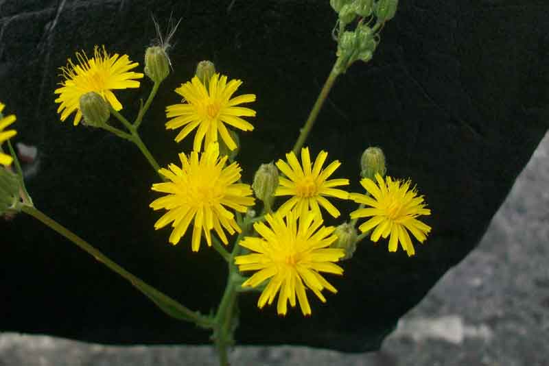 Crepis leontodontoides / Radicchiella italica