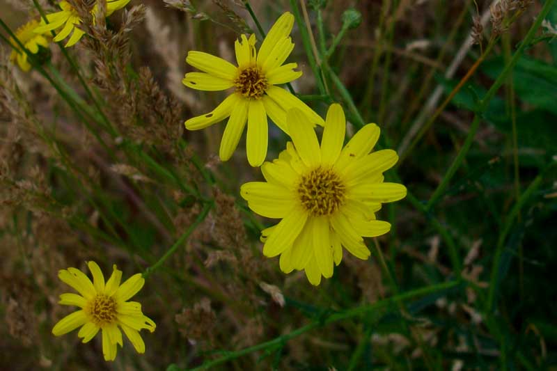 Senecio inaequidens