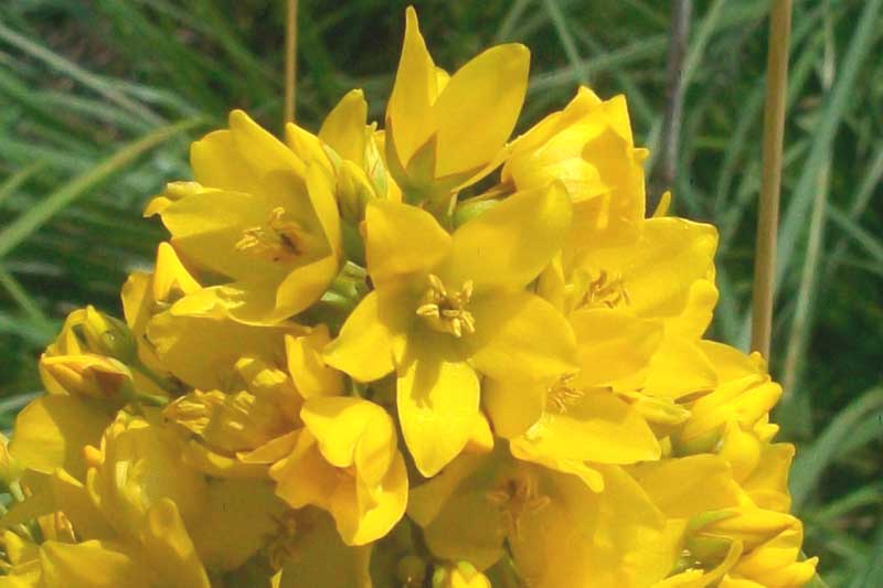 Lysimachia vulgaris