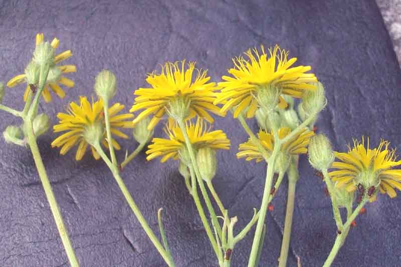 Crepis leontodontoides / Radicchiella italica