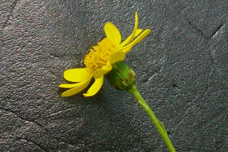 Senecio inaequidens
