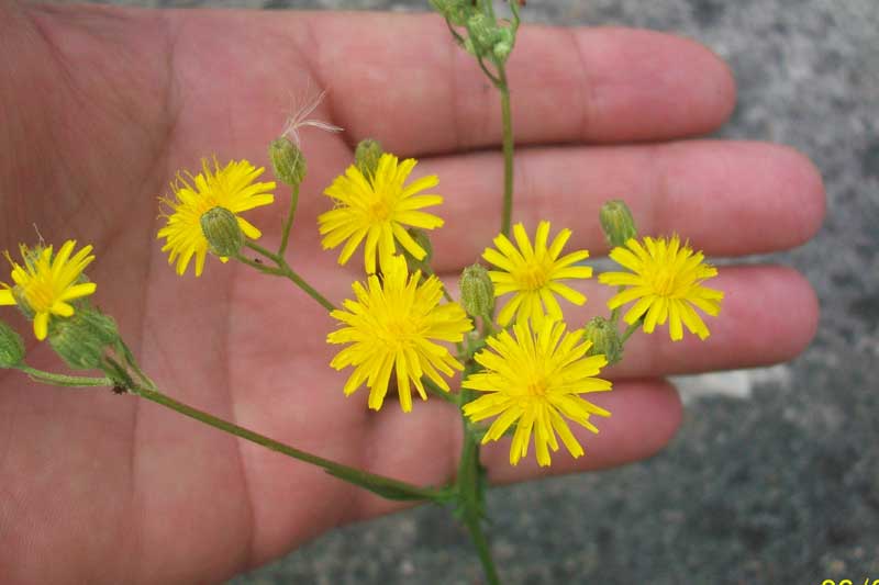 Crepis leontodontoides / Radicchiella italica