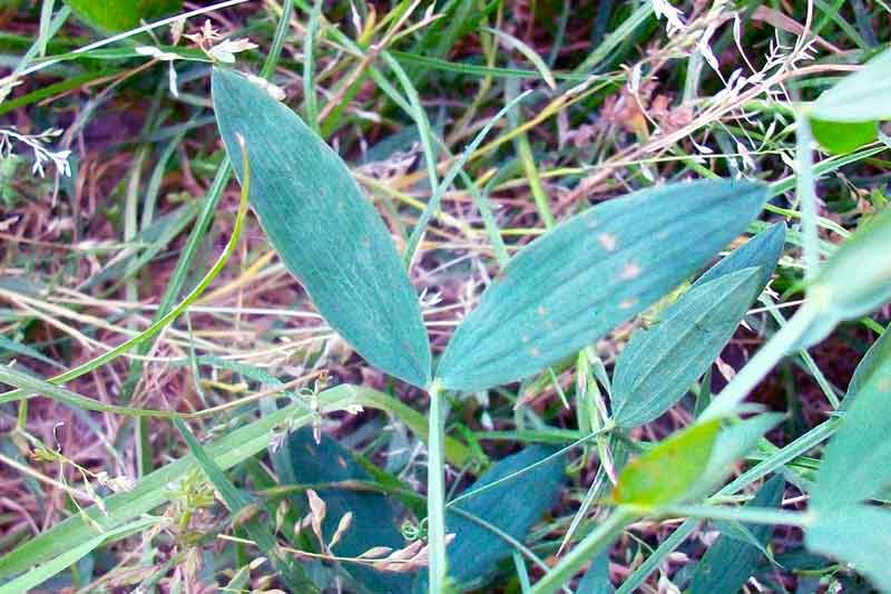 Lathyrus pratensis