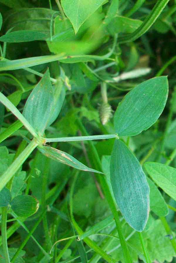 Lathyrus pratensis