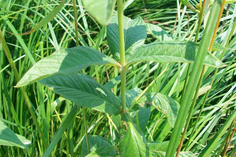 Lysimachia vulgaris