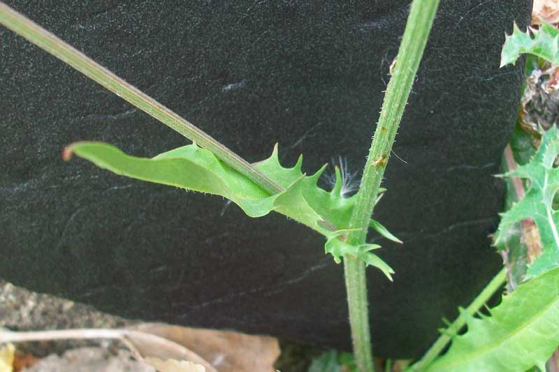 Crepis leontodontoides / Radicchiella italica