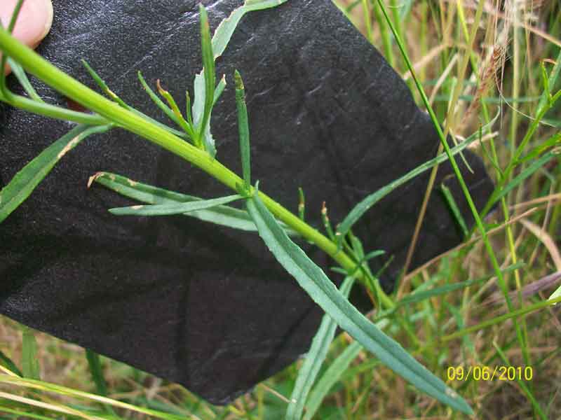Senecio inaequidens