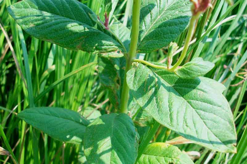 Lysimachia vulgaris