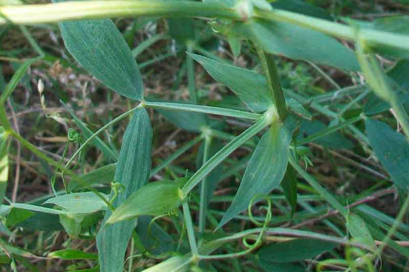 Lathyrus pratensis