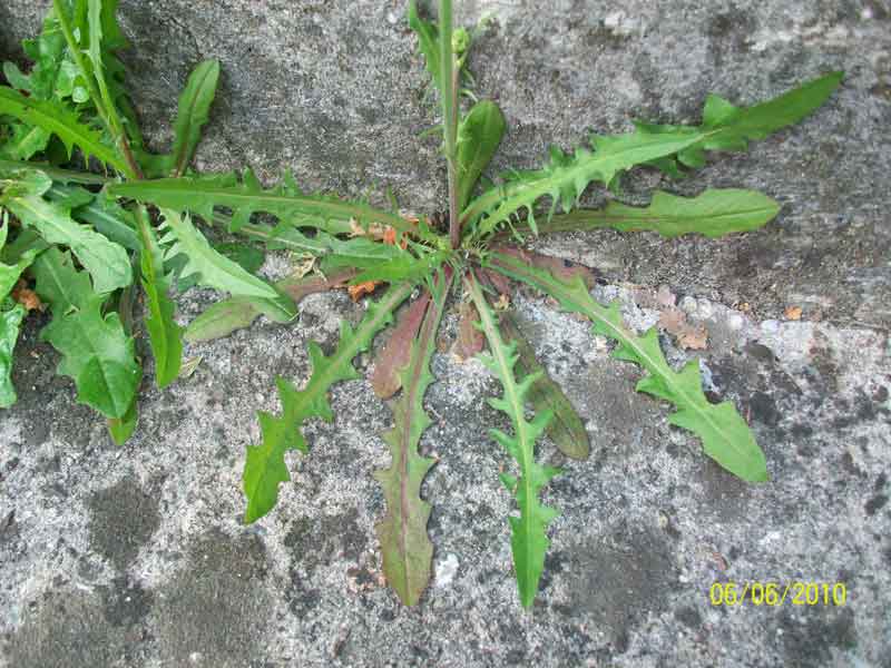 Crepis leontodontoides / Radicchiella italica