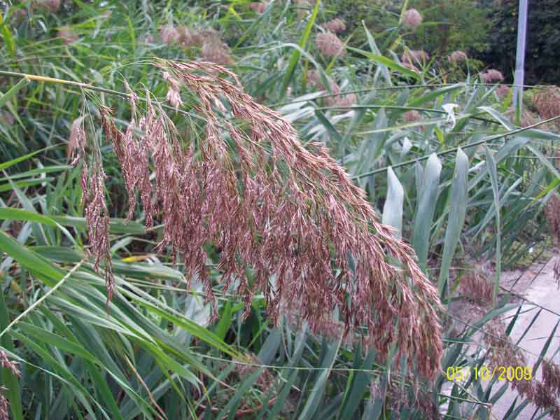 Phragmites australis