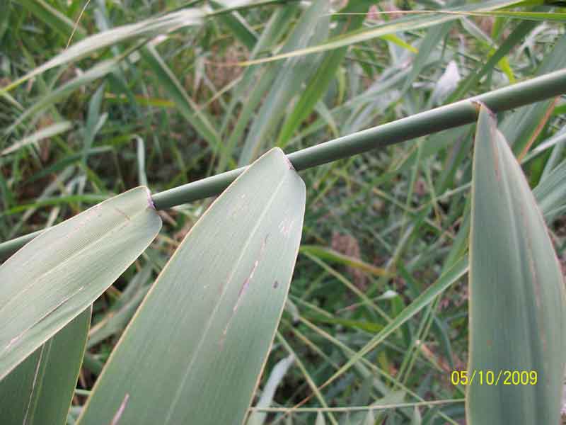 Phragmites australis