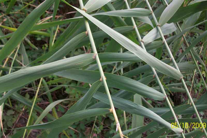 Phragmites australis