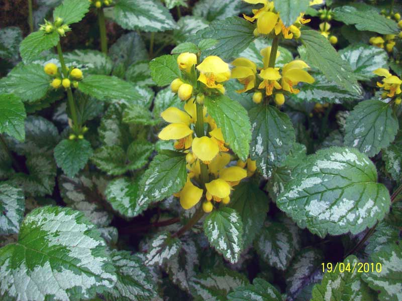 Lamium galeobdolon