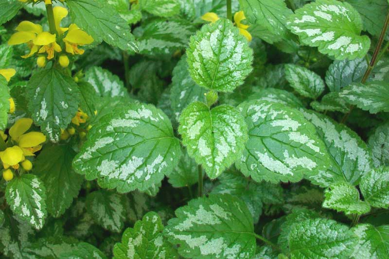 Lamium galeobdolon