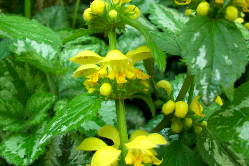 Lamium galeobdolon