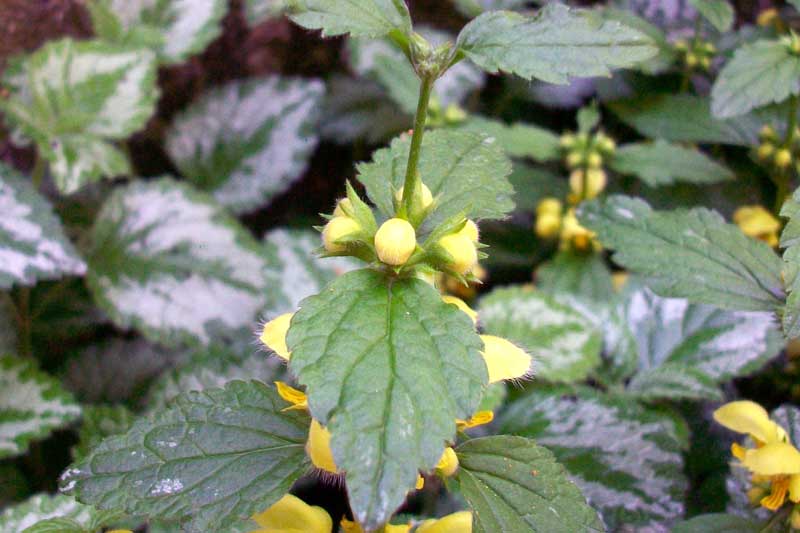 Lamium galeobdolon