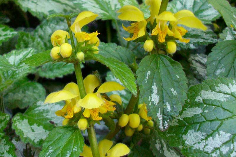 Lamium galeobdolon