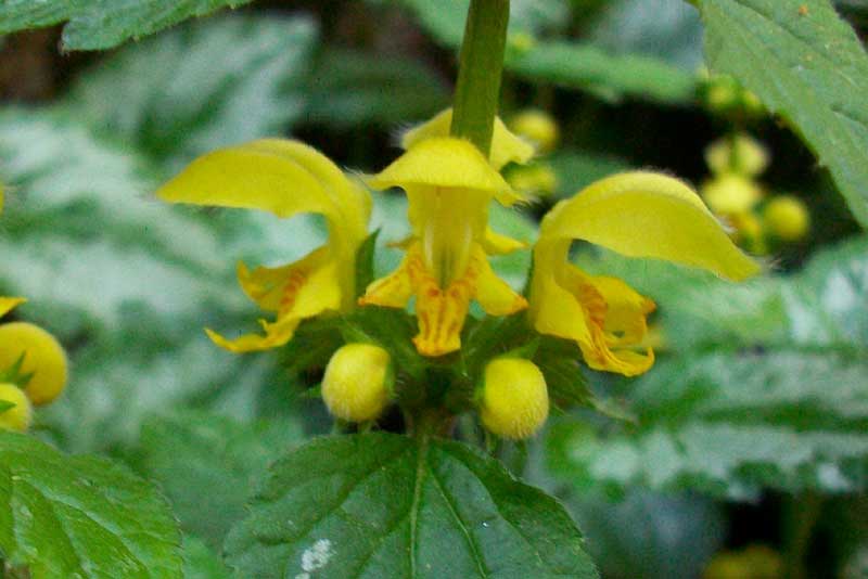 Lamium galeobdolon