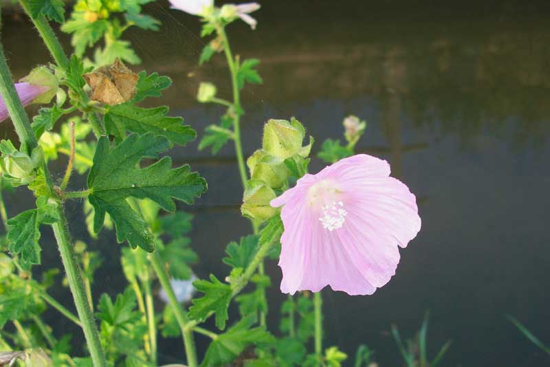 Malva alcea / Malva alcea