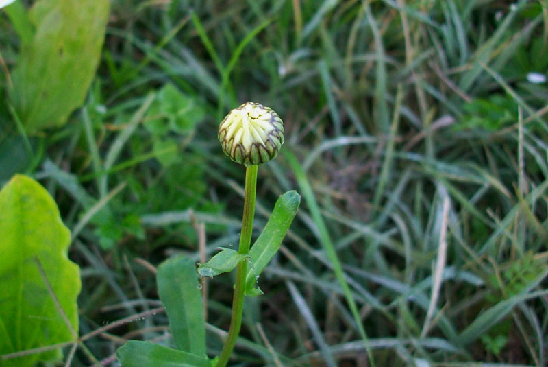 Leucanthemum cfr.vulgare