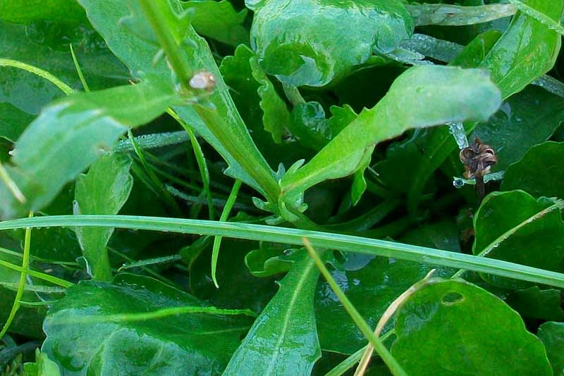 Leucanthemum cfr.vulgare
