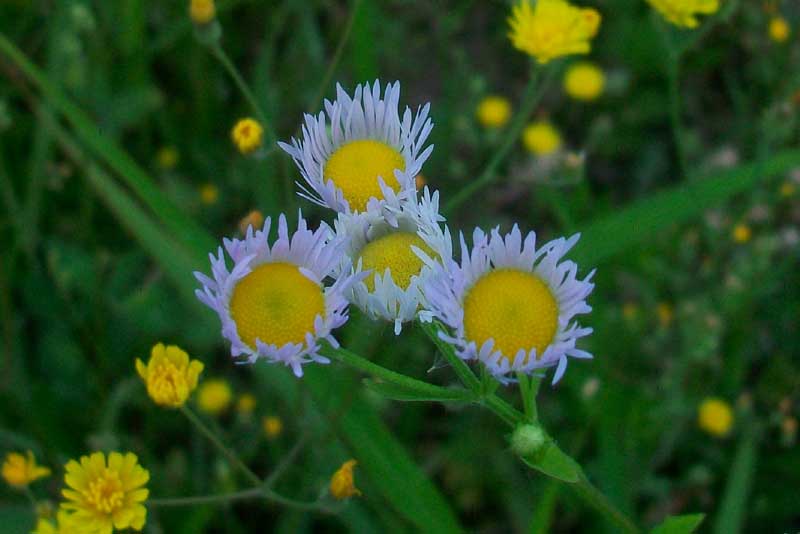 Erigeron annuus / Cspica annua