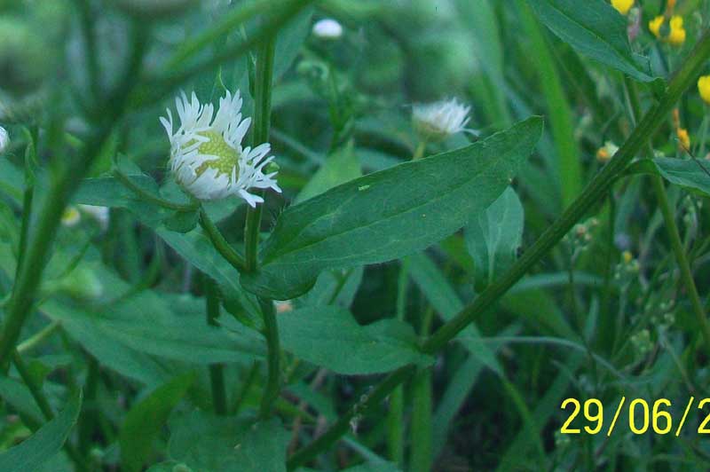 Erigeron annuus / Cspica annua