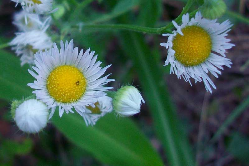 Erigeron annuus / Cspica annua