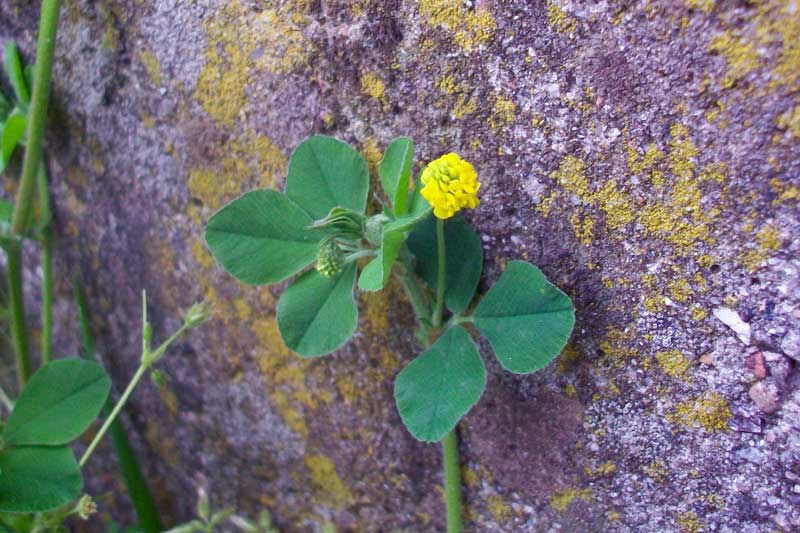 Medicago lupulina