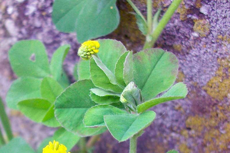 Medicago lupulina