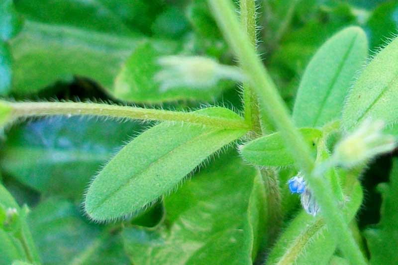 Myosotis ramosissima / Nontiscordardim ramosissimo