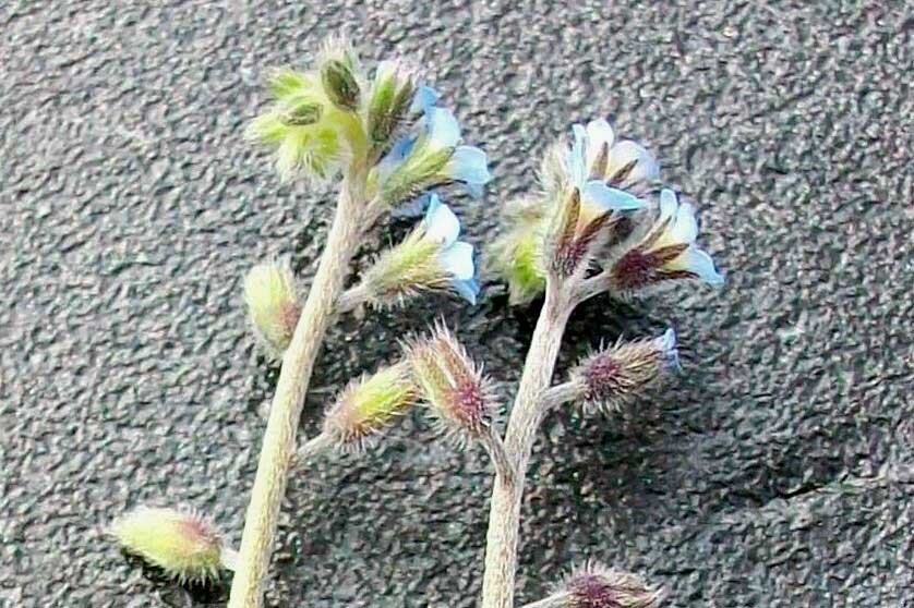 Myosotis ramosissima / Nontiscordardim ramosissimo